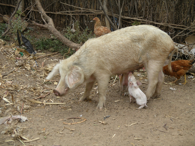 los amiguitos de Yaiza